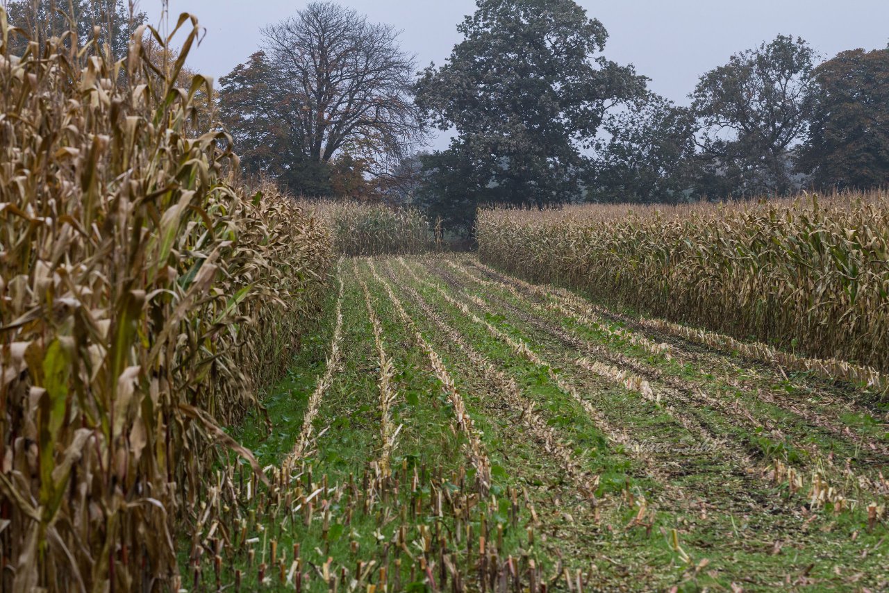 Bild 110 - Biogas am 21.10.12